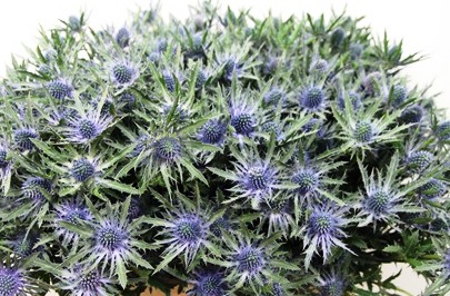 ERYNGIUM THISTLE ORION